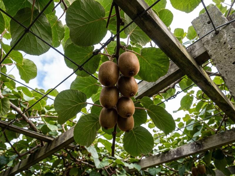 Impianto di kiwi a pergola
